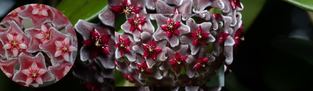 365 days indoor flowering plants in india