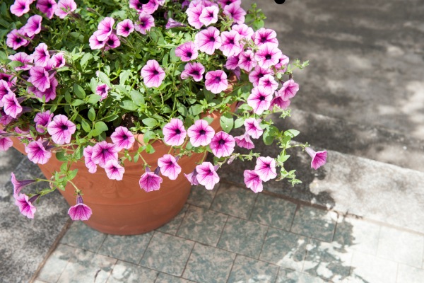 petunia flower season in india