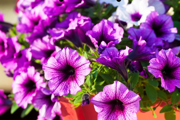 Petunia flower season In India