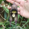 monkey flower in Himalaya