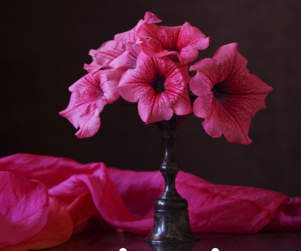 petunia flowering season  in india