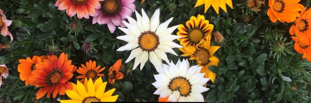 Gazania Flower Season in India