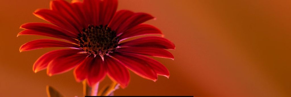 Gazania Flower Season in India