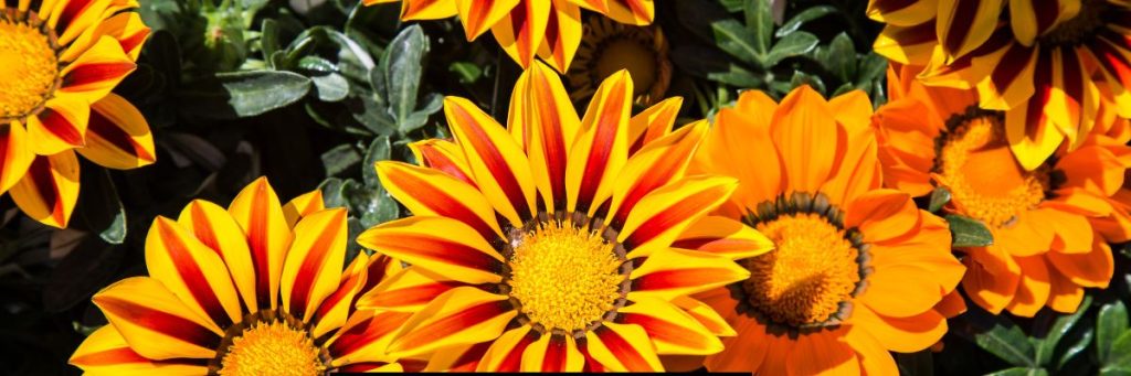 Gazania Flower Season in India