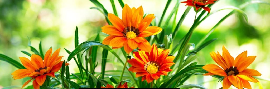 Gazania Flower Season in India