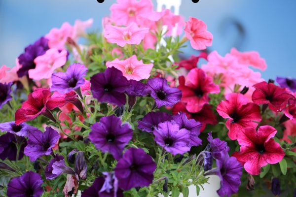 petunia flower season in india