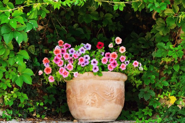 petunia flower season in india