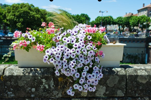 petunia flower season in india