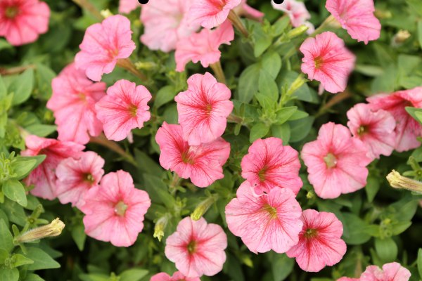 petunia flower season in India