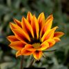 gazania flower season in India