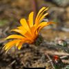 gazania flower season in India