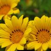 gazania flower season in India