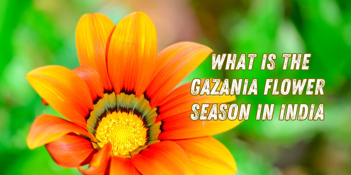 Gazania Flower Season in India