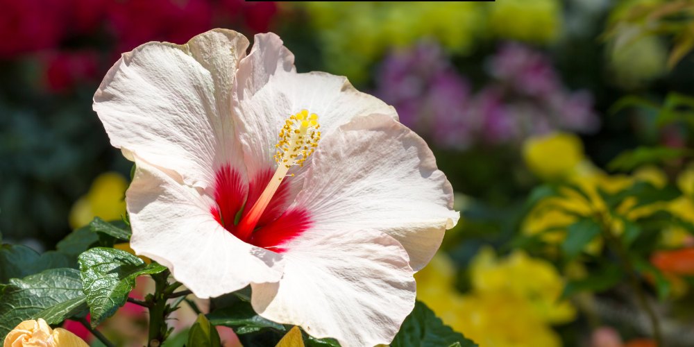 White flowers in india