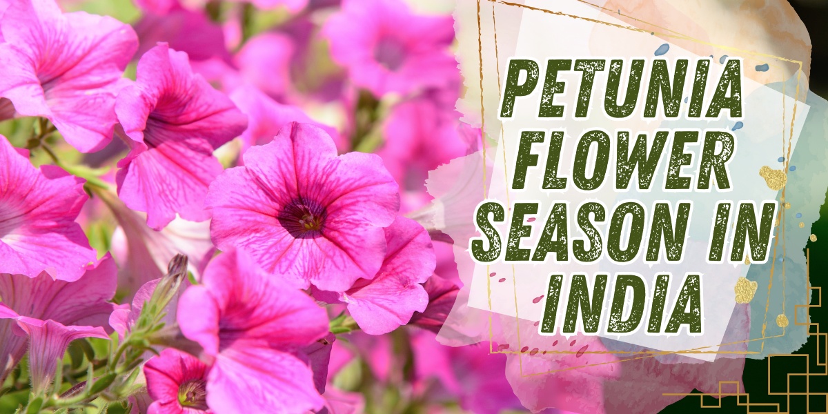 petunia flower season in India