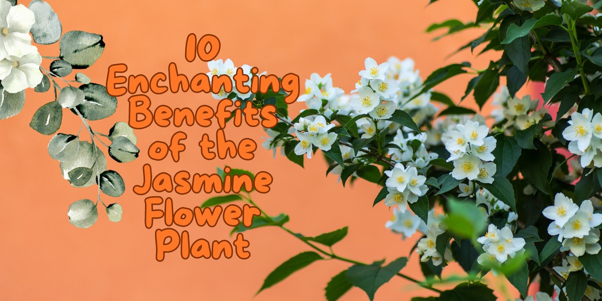 jasmine flower Plant