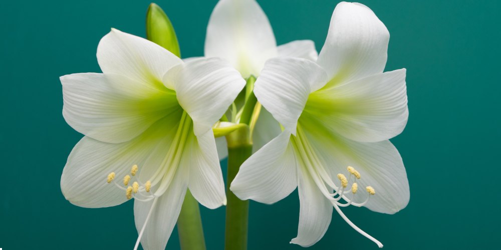 white flowers in India