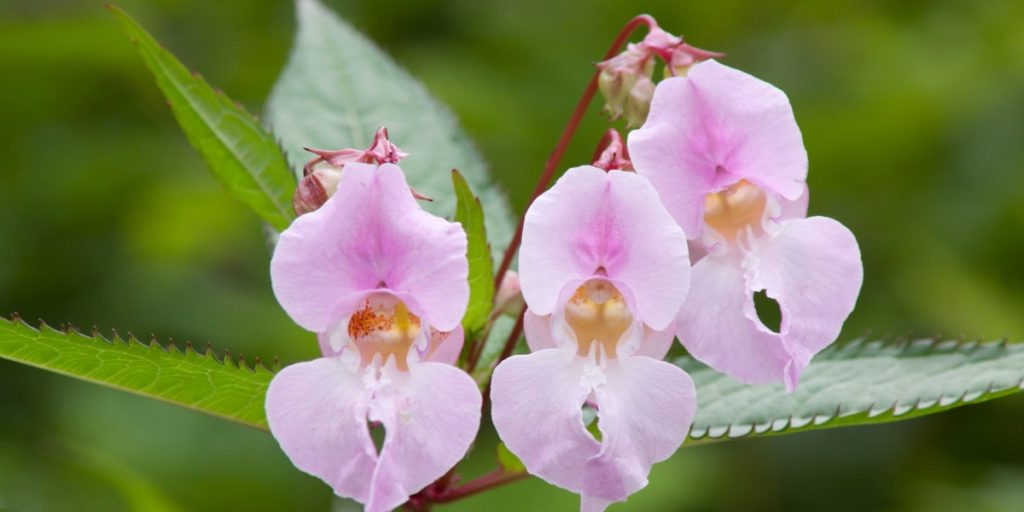 Monsoon flowers in India