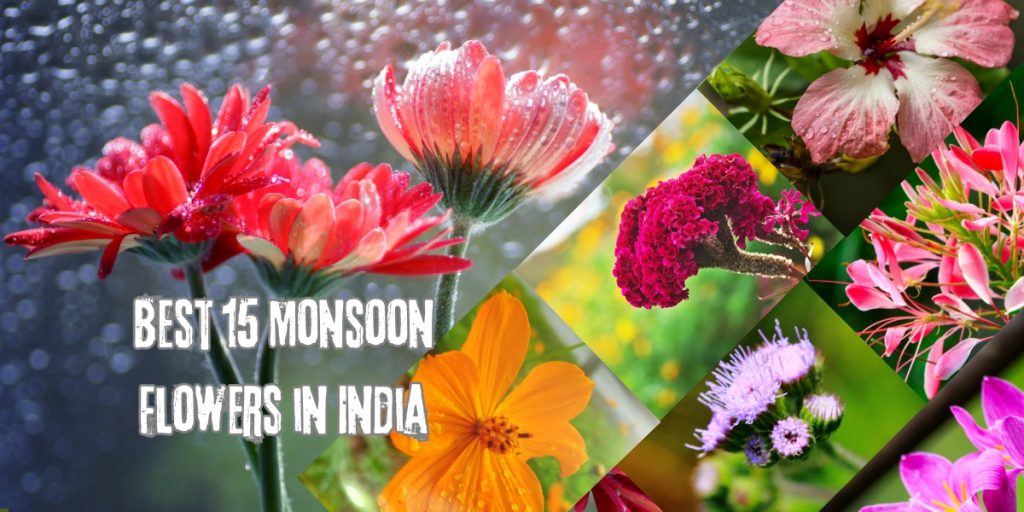 Monsoon Flowers in India