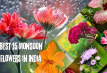 Monsoon Flowers in India