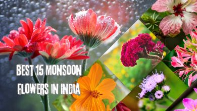 Monsoon Flowers in India
