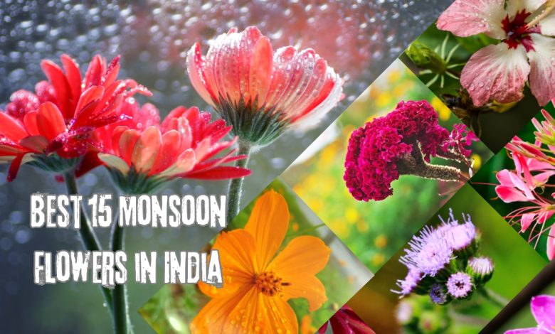 Monsoon Flowers in India