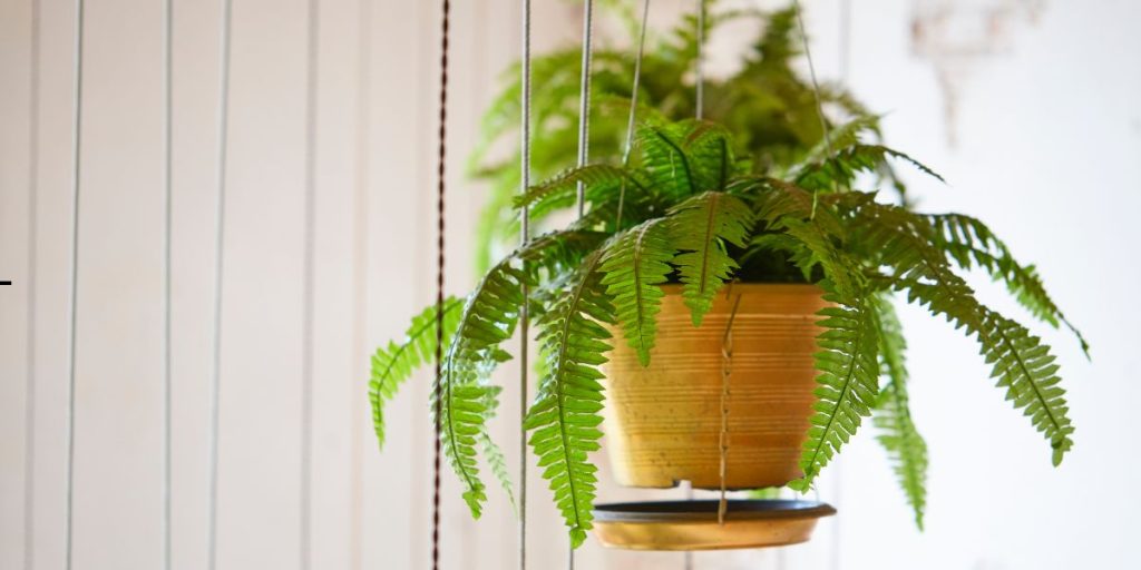 Indoor Plants for Oxygen