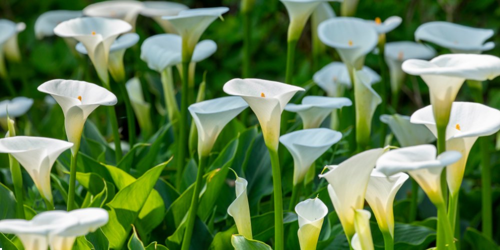 white flowers in India