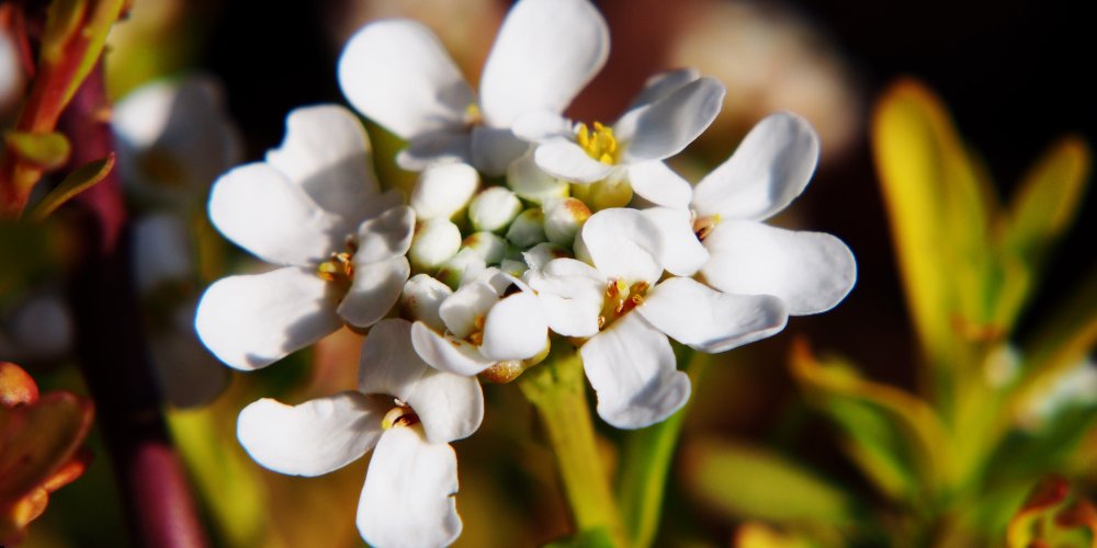 white flowers in India