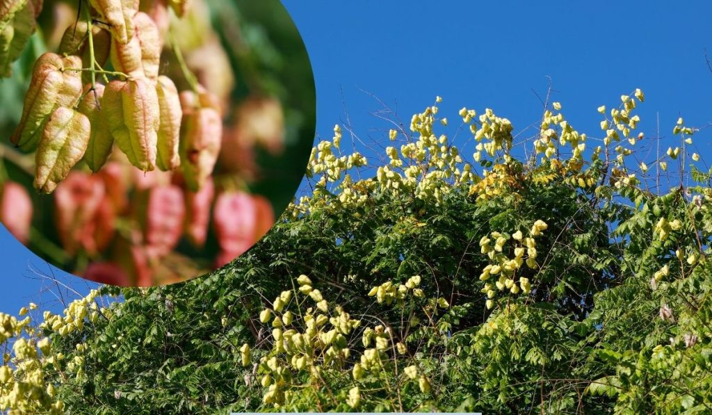 tree with yellow flowers