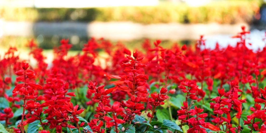 monsoon flowers in india