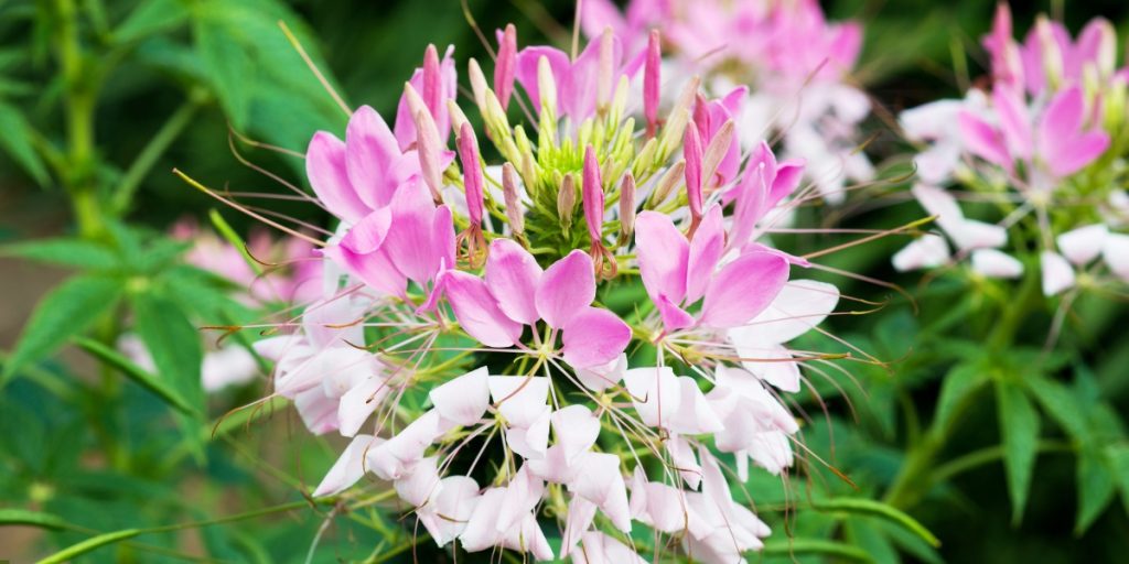 Monsoon flowers in India