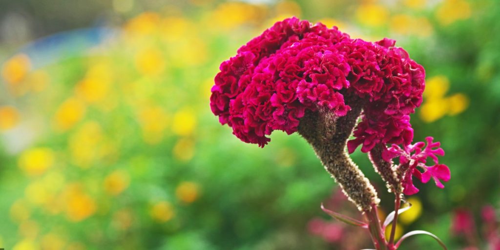 Monsoon flowers in India