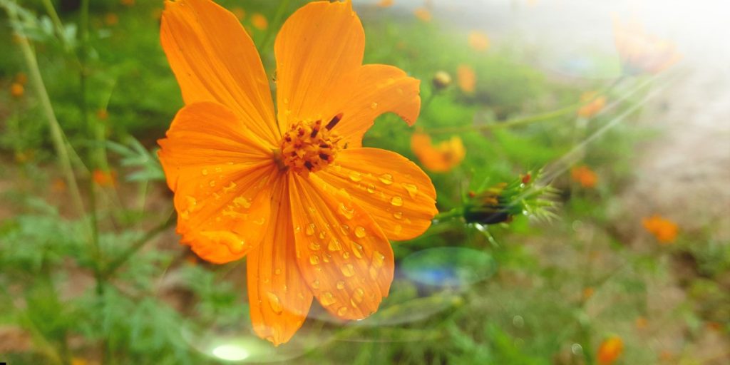 Monsoon flowers in India