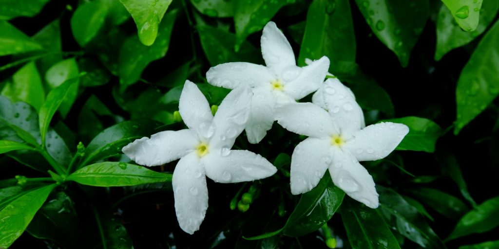 Monsoon flowers in India