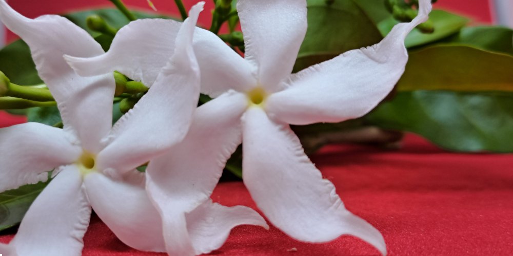 white flowers in India