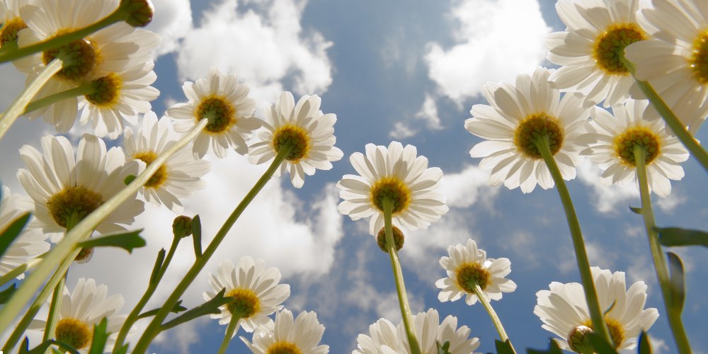 white flowers in India