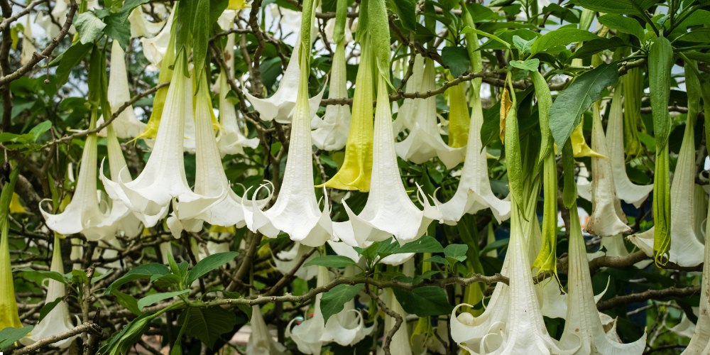 white flowers in India