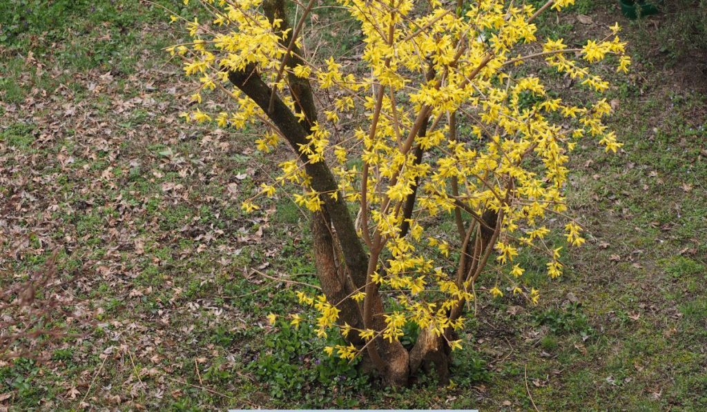 tree with yellow flowers