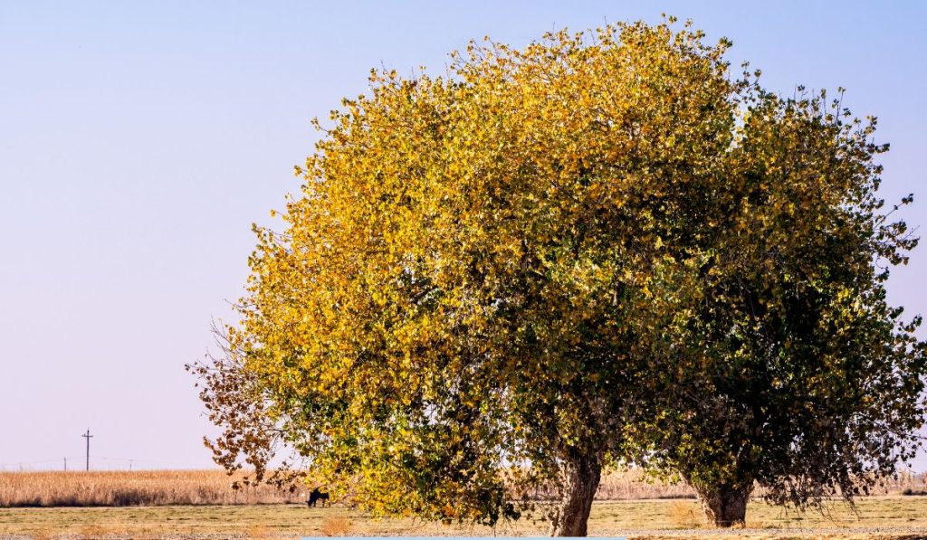 tree with yellow flowers