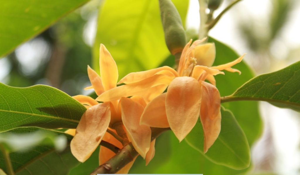 tree with yellow flowers