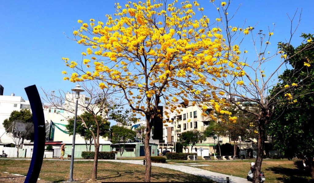 tree with yellow flowers