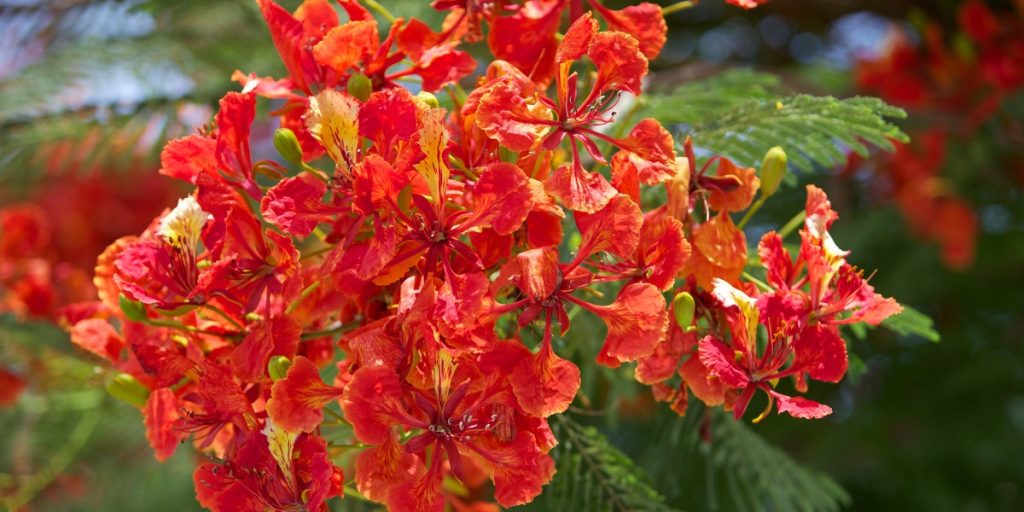 Monsoon flowers in India