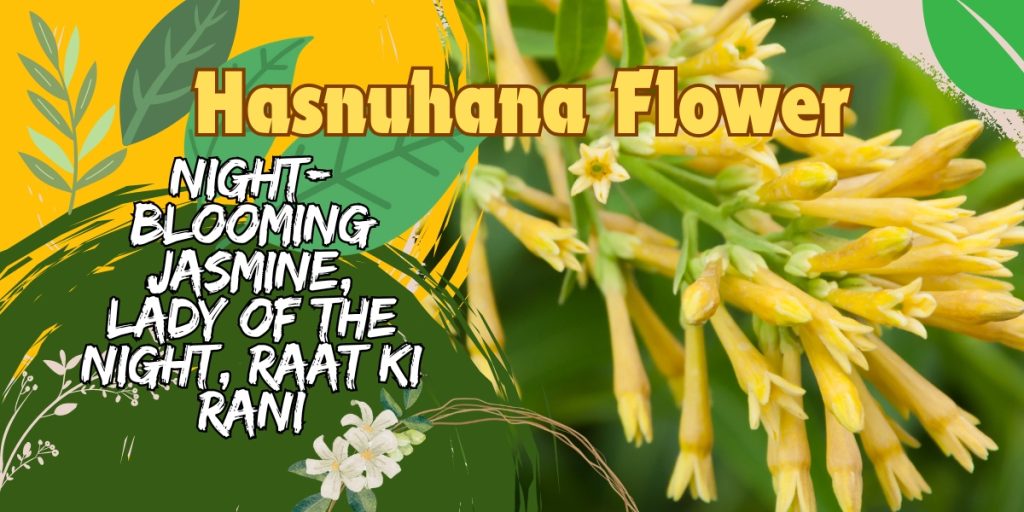 HASNUHANA FLOWER