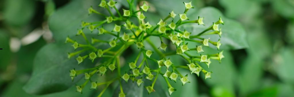 HASNUHANA FLOWER