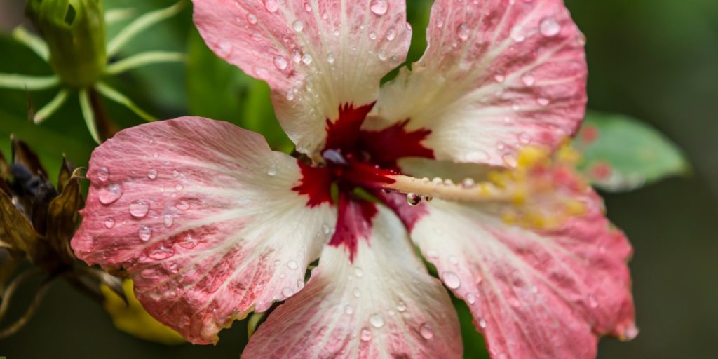 Monsoon flowers in India