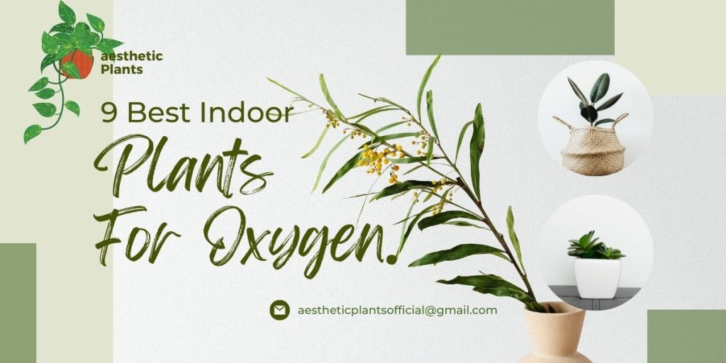 Indoor Plants for Oxygen