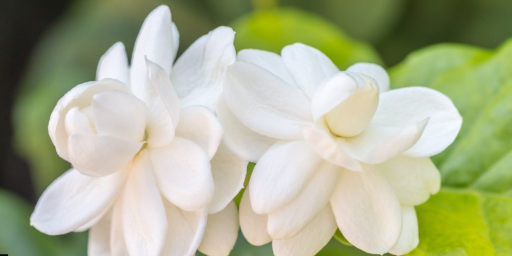 jasmine flower Plant 