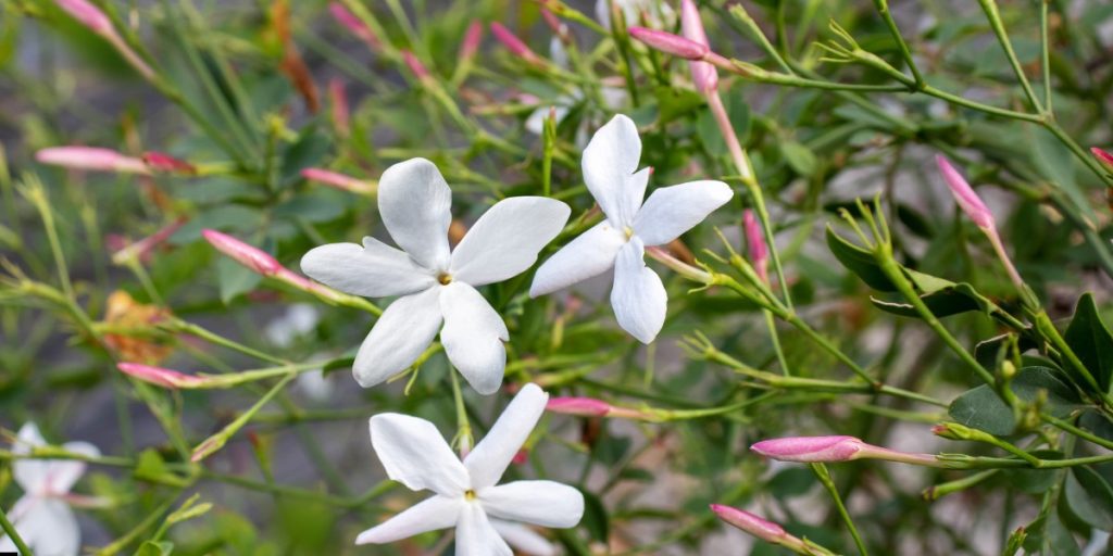 jasmine flower plant