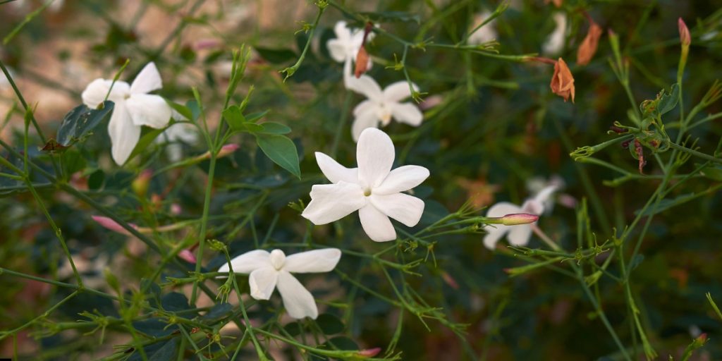 jasmine flower Plant 